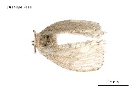 藏品(毒蛾科)的圖片